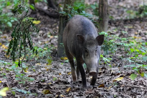 Indian Wild Pig Promène Dans Forêt Recherche Fruits — Photo