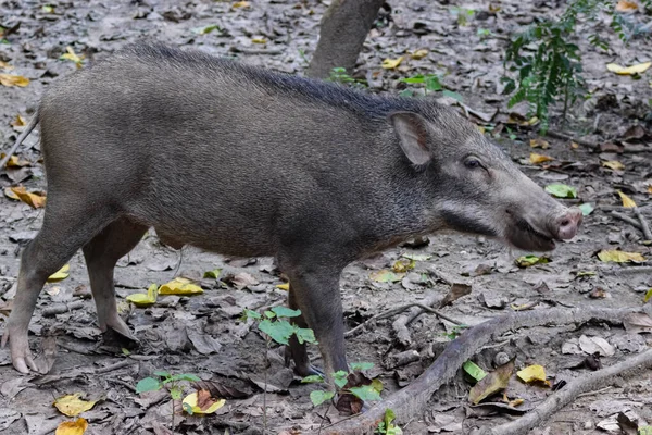 Indian Wild Pig Promène Dans Forêt Recherche Fruits — Photo