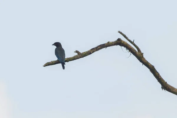 Oiseau Bleu Est Assis Sur Une Branche — Photo