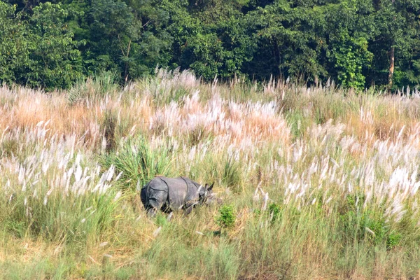 Rinoceronte Con Cuerno Camina Entre Hierba Verde Hábitat Natural — Foto de Stock