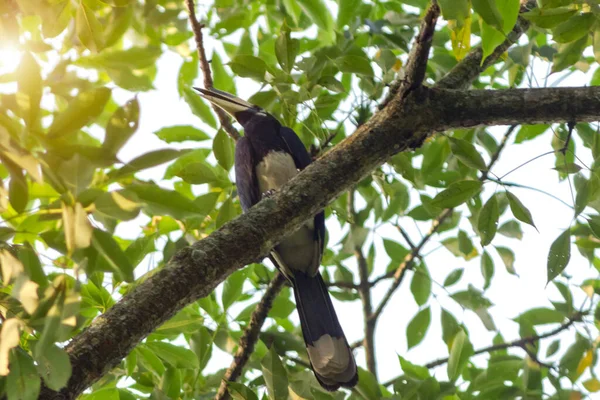 Grande Hornbill Siede Ramo Nella Foresta — Foto Stock