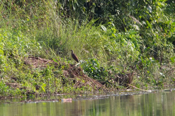 Garza Verde Caza Peces Cerca Del Agua Parque Nacional — Foto de Stock