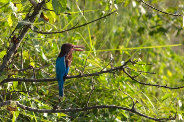 Птах Король Рибалка Сидить Гілці Тропічного Дерева — стокове фото