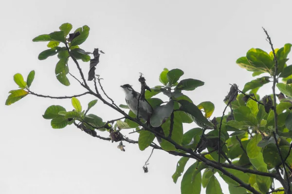 Uccello Bianco Siede Ramo Tra Foglie Verdi — Foto Stock