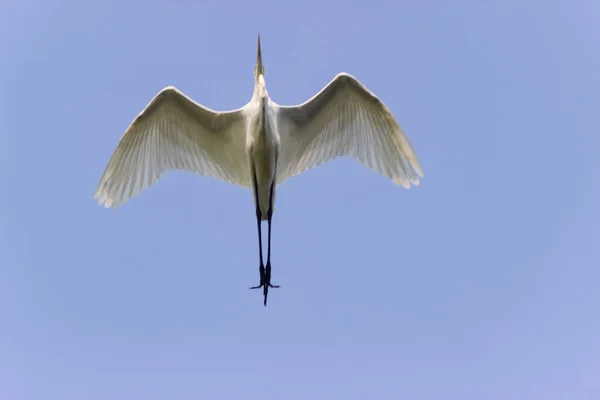 Cigüeña Blanca Volando Contra Cielo Azul — Foto de Stock
