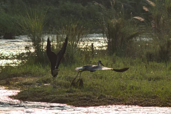 Птица Журавля Берегу Озера Национальном Парке Читван — стоковое фото