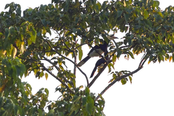 Coppia Uccelli Great Hornbill Siede Ramo Nella Foresta — Foto Stock