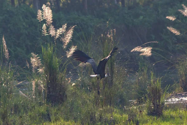 Pájaro Grulla Orilla Del Lago Parque Nacional Chitwan — Foto de Stock
