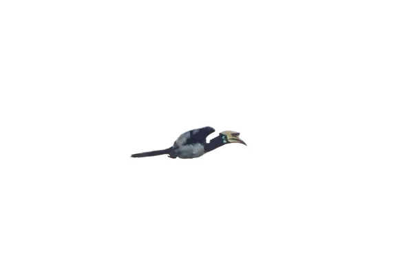 Büyük Boynuzlu Kuş Gökyüzünde Uçuyor Izole Bir Fotoğraf — Stok fotoğraf