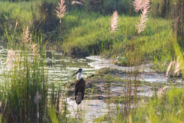 Pássaro Guindaste Beira Lago Parque Nacional Chitwan — Fotografia de Stock