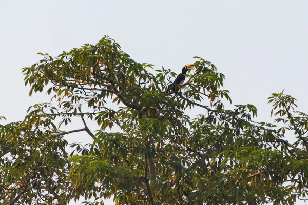 Grandi Uccelli Carnivori Siede Ramo Della Foresta Nel Parco Nazionale — Foto Stock