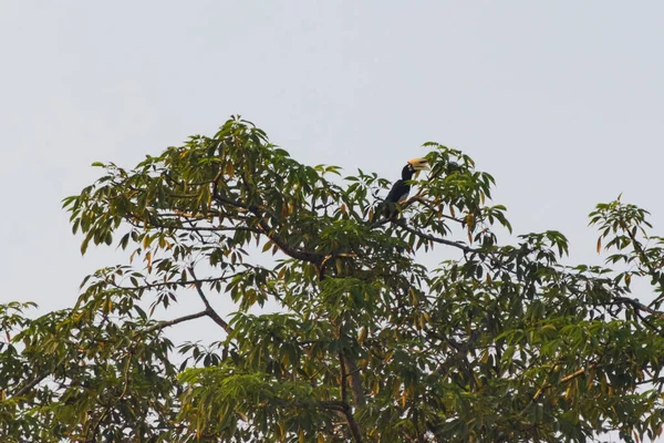 Grandi Uccelli Carnivori Siede Ramo Della Foresta Nel Parco Nazionale — Foto Stock