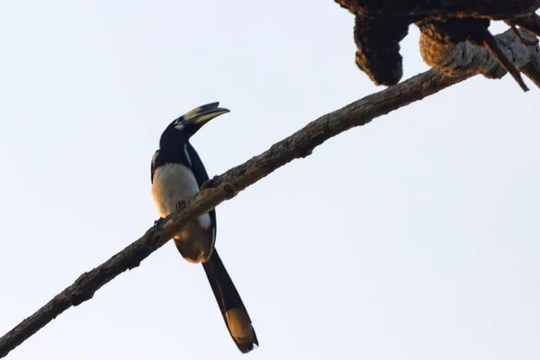 Grande Hornbill Siede Ramo Nella Foresta — Foto Stock