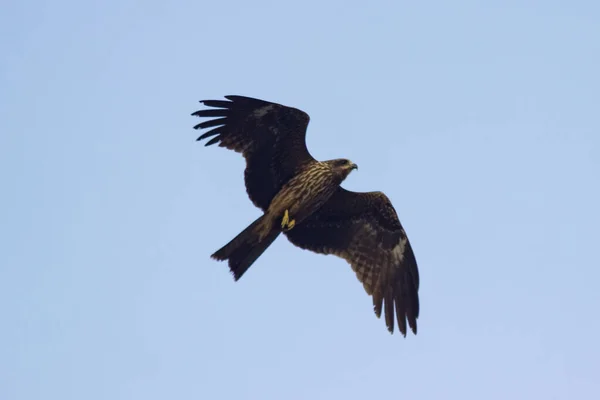 Grande Falcão Marrom Voa Contra Céu Azul — Fotografia de Stock