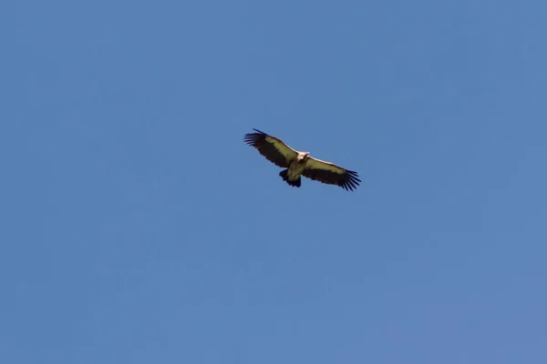 히말라야 독수리는 먹이를 하늘을 날아갑니다 나푸르나 — 스톡 사진