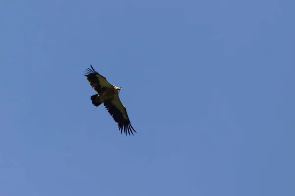 히말라야 독수리는 먹이를 하늘을 날아갑니다 나푸르나 — 스톡 사진