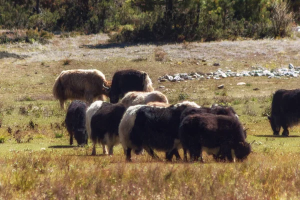 尼泊尔Annapurna地区的一群牦牛正在牧场上吃草 — 图库照片