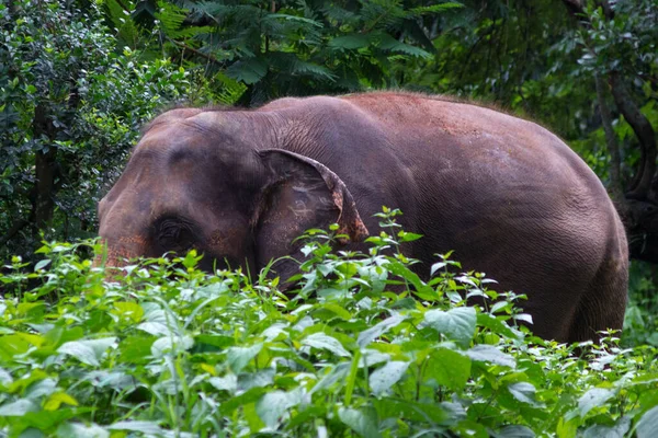 Gran Elefante Camina Por Selva Entre Enormes Hojas — Foto de Stock