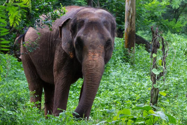 Gran Elefante Camina Por Selva Entre Enormes Hojas — Foto de Stock