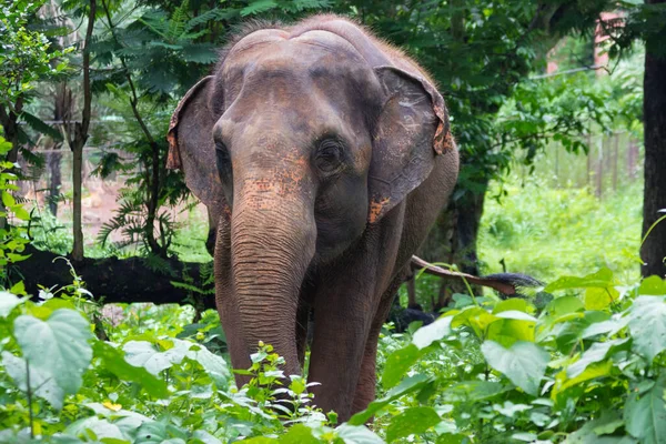 Gran Elefante Camina Por Selva Entre Enormes Hojas — Foto de Stock