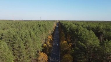 Hava videosu, sonbahar ormanında uzun bir otoyol. Parlak sarı, turuncu, yeşil ağaçlar ve sıcak güneş ışınları. Karelia 'da seyahat kavramı.