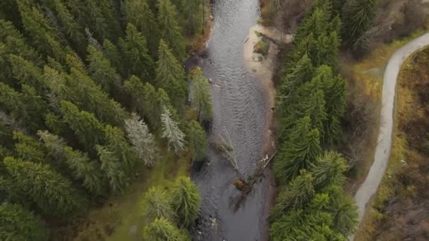 彼得罗夫斯基市 卡累利阿共和国 洛索辛卡 一条寒冷的秋江 在水里急流 海岸上有一片针叶林 俄罗斯旅游的概念 Karelia的空中录像 — 图库视频影像