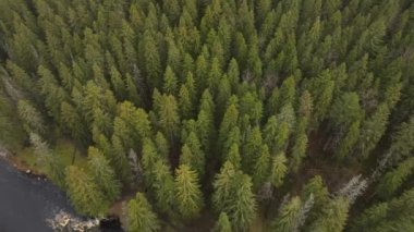Petrozavodsk şehri, Karelia Cumhuriyeti, Lososinka. Soğuk bir sonbahar nehri, suda akıntılar ve kıyıda kozalaklı bir orman. Rusya 'da turizm kavramı. Karelia 'nın hava videosu.
