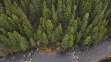 Petrozavodsk şehri, Karelia Cumhuriyeti, Lososinka. Soğuk bir sonbahar nehri, suda akıntılar ve kıyıda kozalaklı bir orman. Rusya 'da turizm kavramı. Karelia 'nın hava videosu.