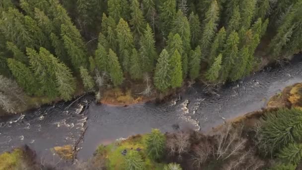 彼得罗夫斯基市 卡累利阿共和国 洛索辛卡 一条寒冷的秋江 在水里急流 海岸上有一片针叶林 俄罗斯旅游的概念 Karelia的空中录像 — 图库视频影像