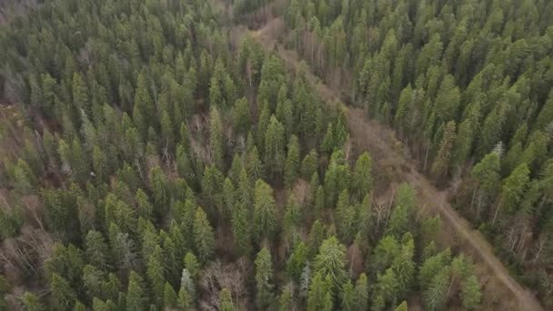 Petrozavodsk República Karelia Lososinka Frío Río Otoñal Rápidos Agua Bosque — Vídeo de stock