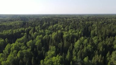 Ormanın üzerindeki bir dronun videosu. Rusya 'nın doğası.
