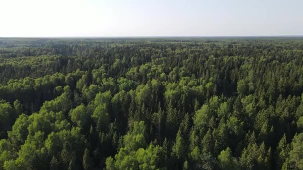 Video Från Drönare Över Skogen Rysslands Karaktär — Stockvideo