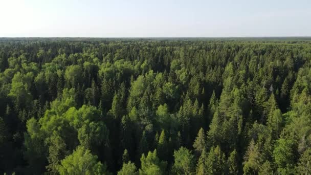 Vídeo Dron Sobre Bosque Naturaleza Rusia — Vídeos de Stock