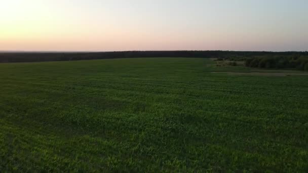 緑の草原と丘陵地帯の日没の風景の空中ビデオ 緑の小麦とトウモロコシ畑 農業の概念 — ストック動画