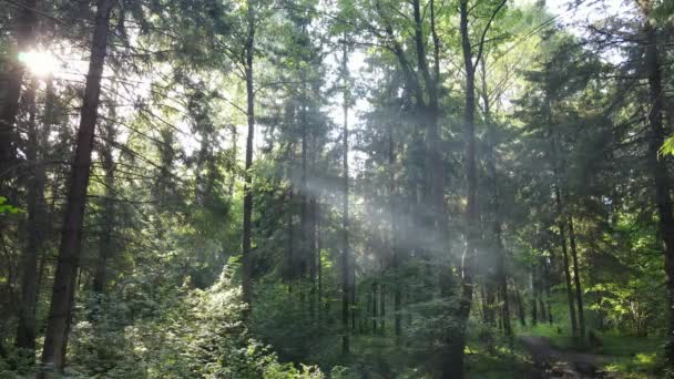 美丽的阳光在森林的空中视频 夏初的神奇的薄雾森林 生态概念 — 图库视频影像