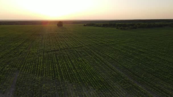 Flygfoto Solnedgångslandskapet Över Gröna Gräsmarker Och Böljande Kullar Grönt Vete — Stockvideo