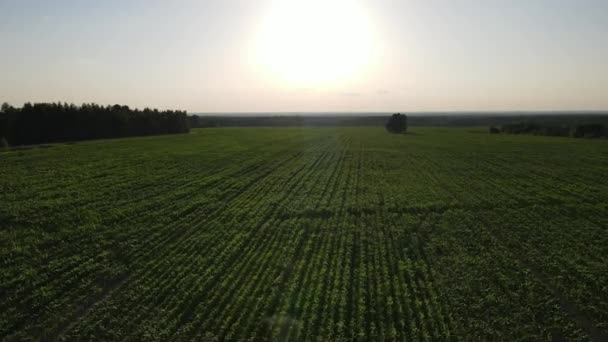 Vídeo Aéreo Del Paisaje Del Atardecer Sobre Los Verdes Pastizales — Vídeos de Stock