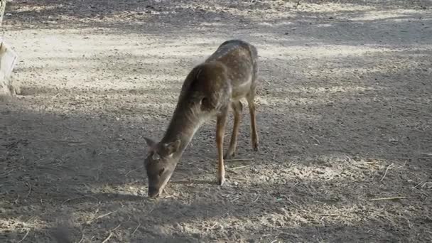 Cerf Cornes Mangeant Foin — Video