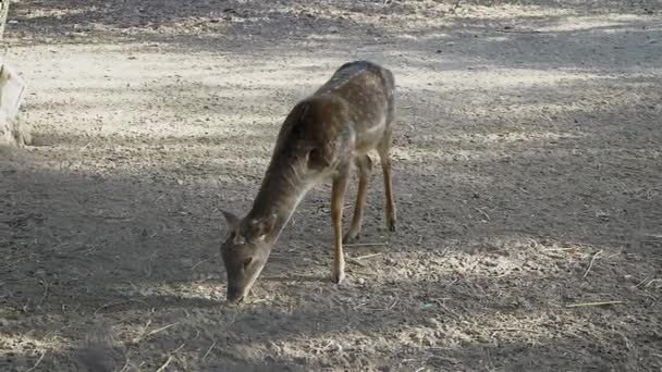 Horned Deer Eating Hay — Stock Video