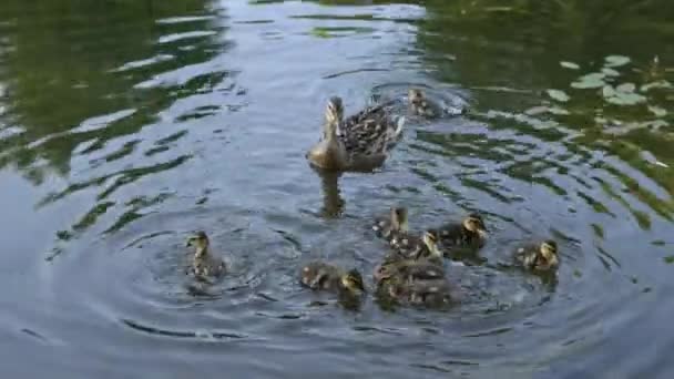 Pato Selvagem Patinhos Nadam Parque Lago — Vídeo de Stock