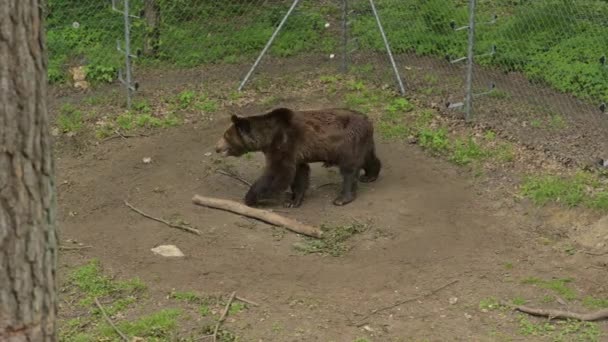 Carino Carpazi Grizzly Siede Piedi Cerchio Nella Riserva — Video Stock