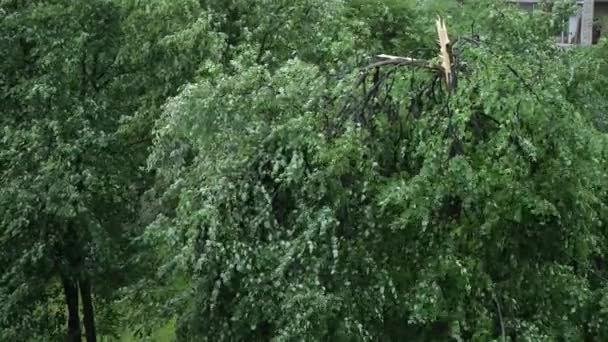 Árbol Roto Viento Fuerte Que Sopla Después Una Tormenta — Vídeos de Stock