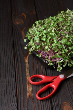 Taze mikro yeşiller ahşap kırsal arka planda kapanıyor. Salata için filizlenen