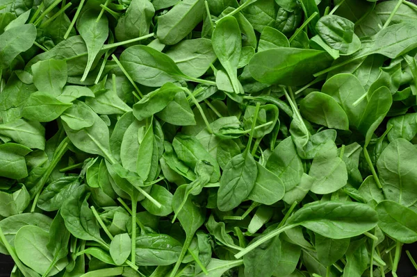 Indian spinach Stock Photos, Royalty Free Indian spinach Images