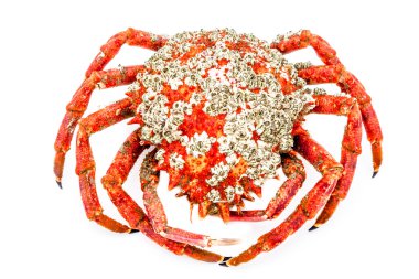 Spider Crab clipart