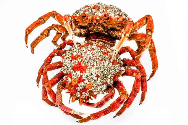 Spider krab — Stockfoto