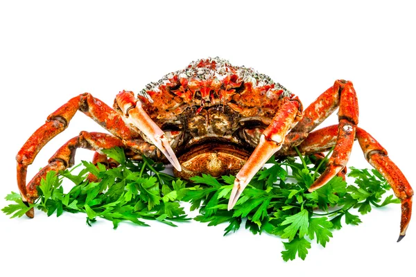 Spider Crab — Stock Photo, Image