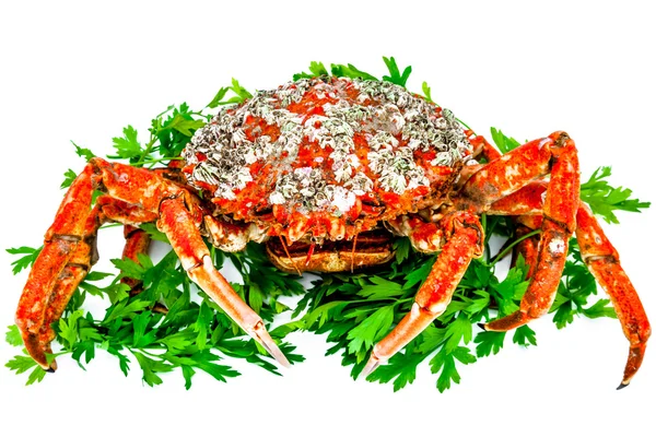 Spider Crab — Stock Photo, Image