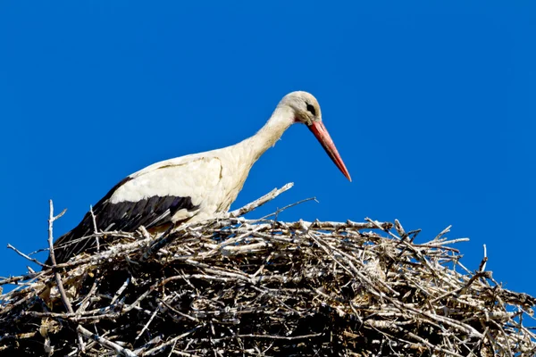 Cigogne blanche — Photo