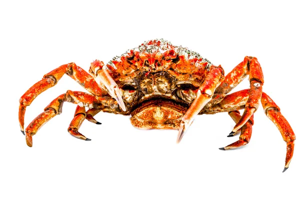 Crabe araignée — Photo